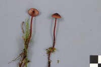 Mycena sanguinolenta image